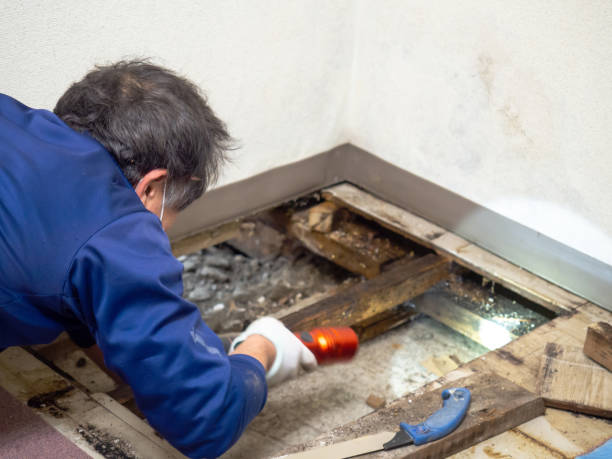 Best Residential Mold Removal  in Conway, PA