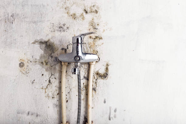 Office Mold Removal Services in Conway, PA