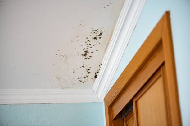 Professional Mold Removal in Conway, PA