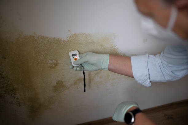 Best Mold Damage Repair  in Conway, PA